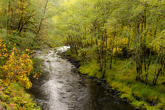 Nestucca River Fall Color