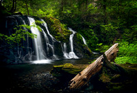 Pristine Dream