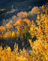 Autumn Layers Little Blitzen Gorge