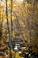 Backlit Cottonwoods