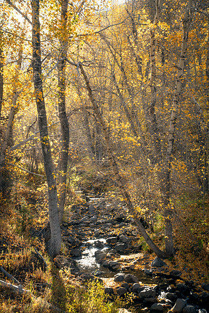 Backlit Cottonwoods
