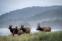 Elk and Ecola Point