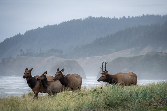 Elk and Ecola Point