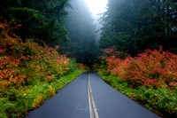 McKenzie Pass Fog