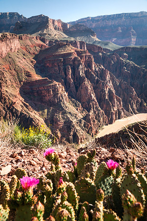 View from Clear Creek Trail, Grand Canyon