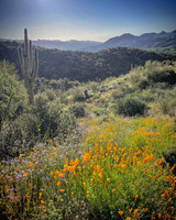 Superbloom Hiker