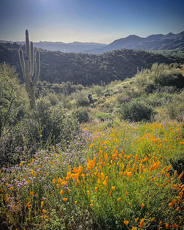 Superbloom Hiker