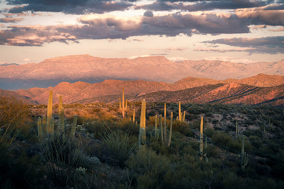 Saguaro Evening Light, Southern Arizona