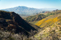 Superstition Wilderness Superbloom