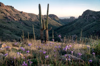 Superstition Wilderness