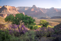 Spring at Havasupai Gardens, Grand Canyon