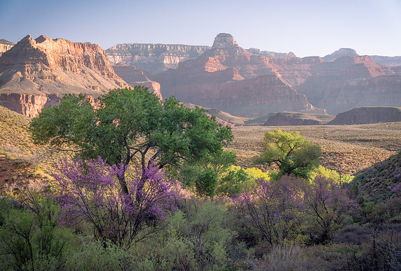 Spring at Havasupai Gardens, Grand Canyon