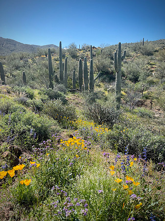 Superbloom Saguaros