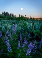 Lupine and the Moon