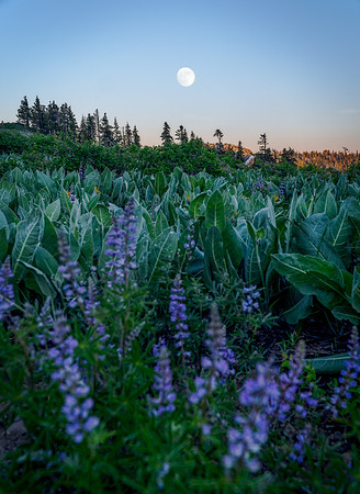 Lupine and the Moon