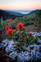 Tahoe Paintbrush