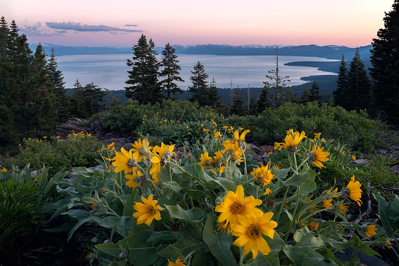 Tahoe Blue