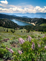 Marlette Lupine