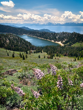 Marlette Lupine