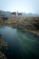 Sea Grass and Deer