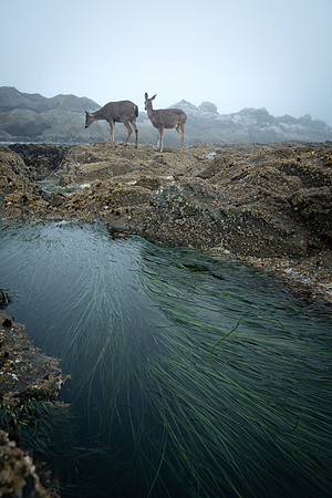 Sea Grass and Deer