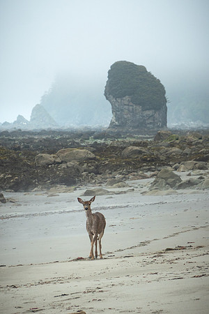 Doe Rock