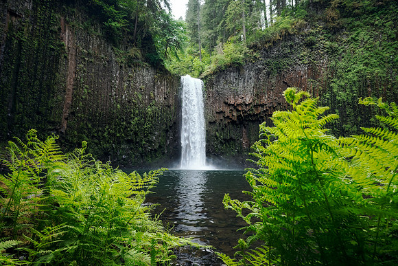 Elegant Abiqua