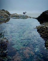 Deer in the Tide Pools