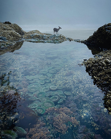 Deer in the Tide Pools