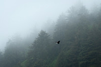 Eagle in the Fog