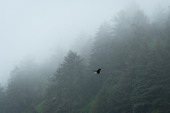 Eagle in the Fog