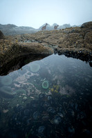 Deer in the Tide Pools 2