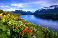 Wallowa Lake Bloom