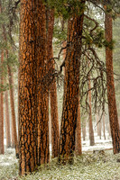 Ponderosa in the Snow