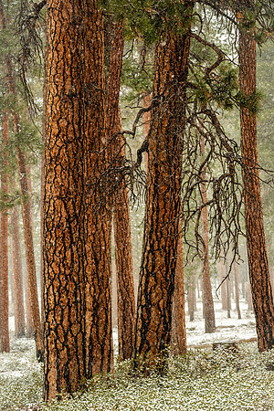 Ponderosa in the Snow