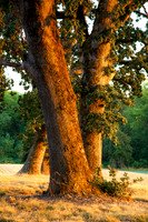 Wallamette Valley Oaks
