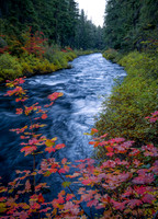 Cool Tones of Autumn