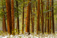 Winter Ponderosa Pines