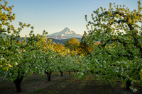 Mount Hood Pear Blossoms