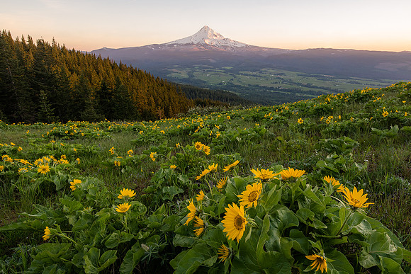 Mount Hood Rolling Hills