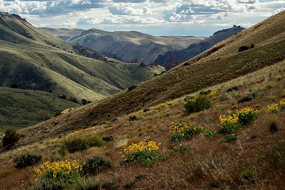 Leslie Gulch Bloom