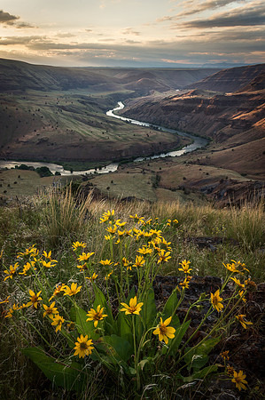 Lower Deschutes Flowers