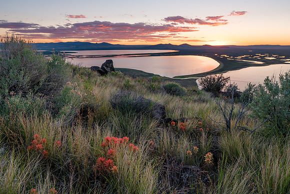 Warner Lakes Paintbrush