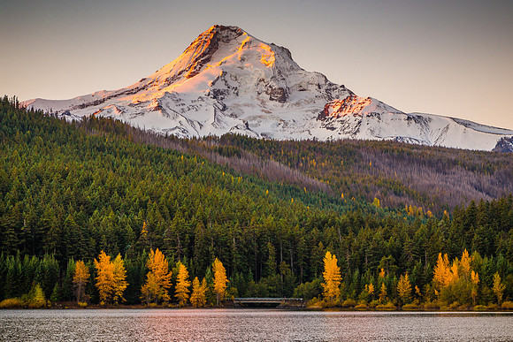 Mount Hood Autumn Larch