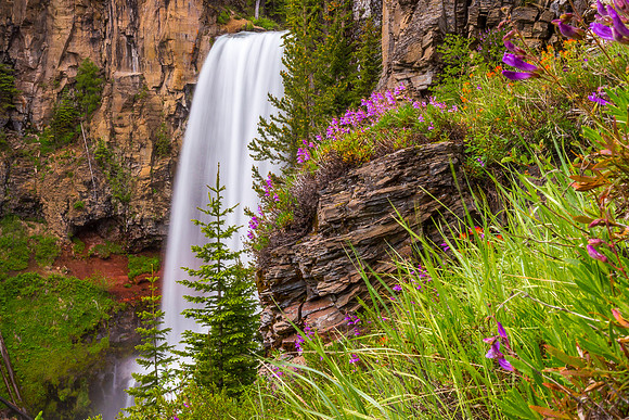 Tumalo Falls Flowers
