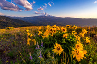 Mount Hood Balsam Root