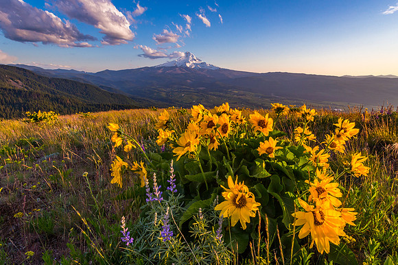 Mount Hood Balsam Root