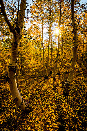 Steens Mountain Aspen