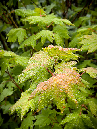 Vine Maple Blush, OR