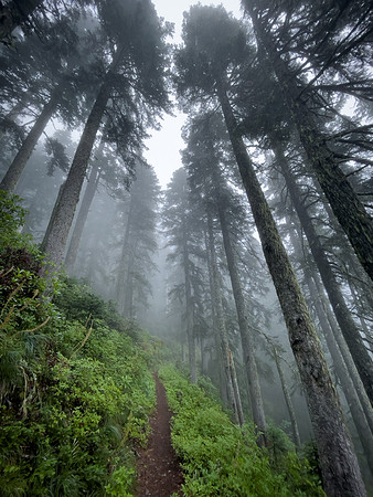 Walking Among Giants, OR